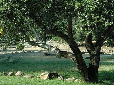 Oak Knoll Village Camping