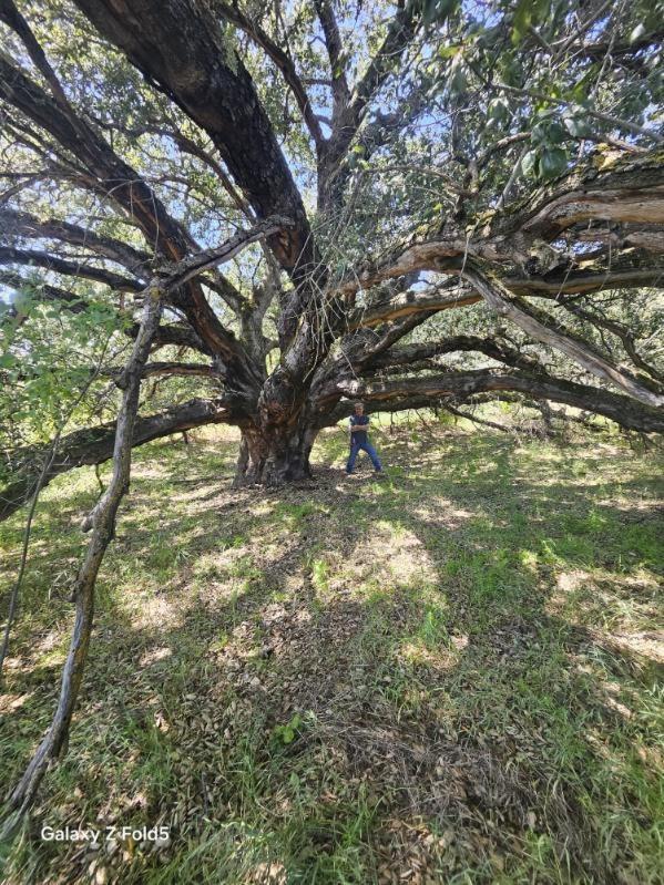 Oak Knoll Village 4* Palomar Mountain
